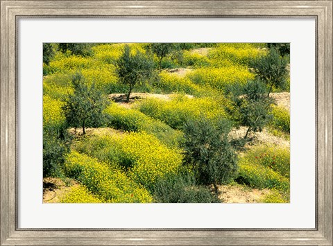 Framed Olive Trees, Provence of Granada, Andalusia, Spain Print