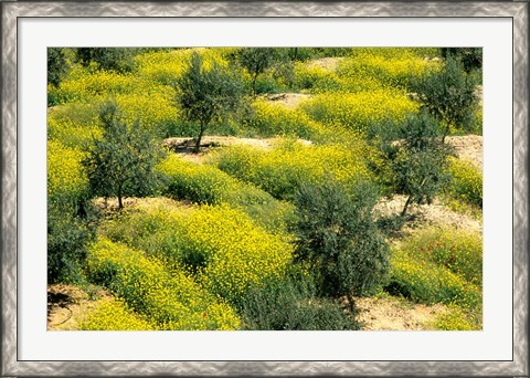 Framed Olive Trees, Provence of Granada, Andalusia, Spain Print