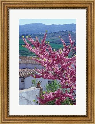 Framed Flowering Cherry Tree and Whitewashed Buildings, Ronda, Spain Print