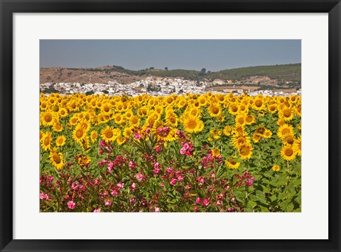 Framed Spain, Andalusia, Bornos Sunflower Fields Print