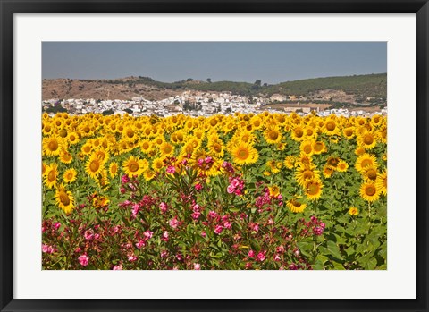 Framed Spain, Andalusia, Bornos Sunflower Fields Print