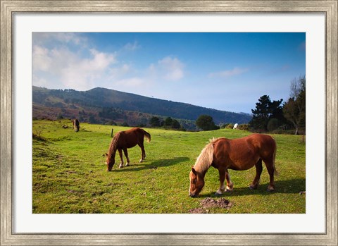 Framed Horses By Jaizkibel Road, Hondarribia, Spain Print