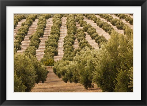 Framed Olive Groves, Jaen, Spain Print