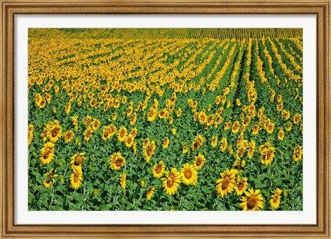 Framed Spain, Andalusia, Cadiz Province Sunflower Fields Print