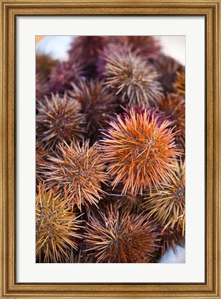 Framed Sea Urchins For Sale, Cadiz, Spain Print