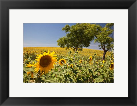 Framed Spain, Andalusia, Cadiz Province Trees in field of Sunflowers Print