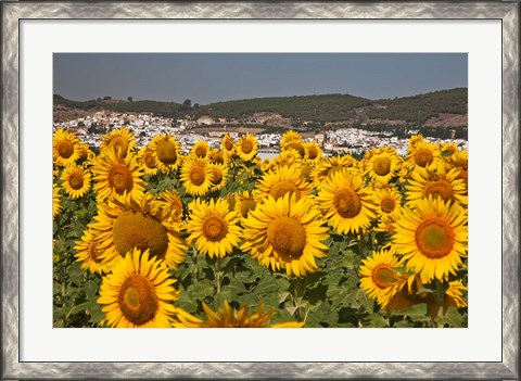 Framed Spain, Andalusia, Cadiz Province, Bornos Sunflower Fields Print