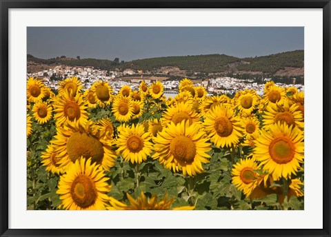 Framed Spain, Andalusia, Cadiz Province, Bornos Sunflower Fields Print