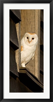 Framed England, Barn Owl looking out from Barn Print