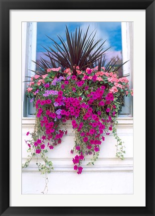 Framed Flower Box in London, England Print