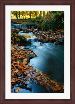 Framed Stream with Autumn Leaves, Forest of Dean, UK Print