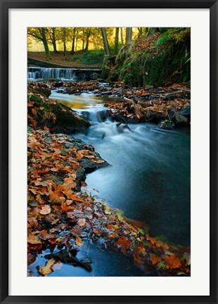 Framed Stream with Autumn Leaves, Forest of Dean, UK Print