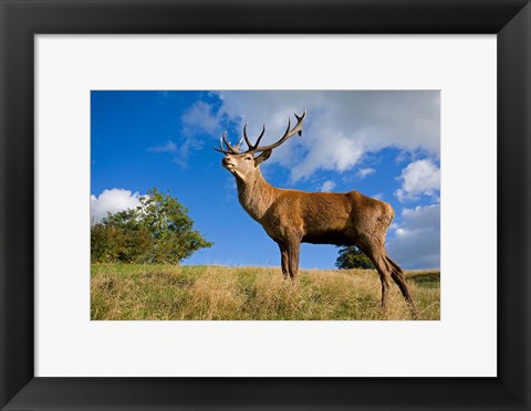 Framed UK Red Deer in countryside Print
