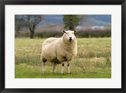 Framed UK, England, Cotswold Sheep farm animal Print