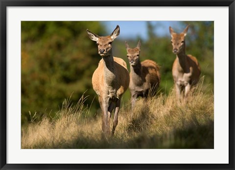 Framed UK, England, Red Deer, Hinds on heathland Print