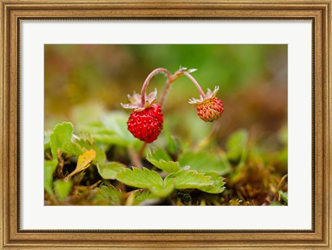 Framed UK, England, Strawberry fruit, garden Print