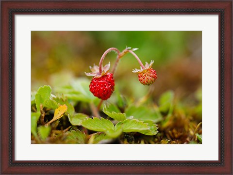 Framed UK, England, Strawberry fruit, garden Print