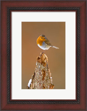 Framed UK, Robin bird on tree stump, Winter Print