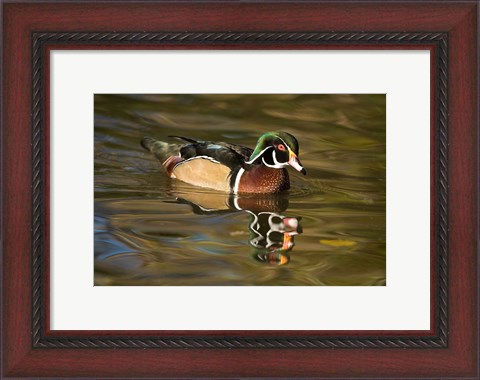 Framed USA Carolina or Wood Duck, reflected in a Pond Print