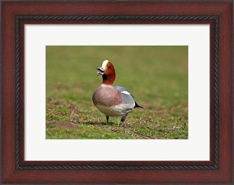 Framed Wigeon bird walking on grass England, UK Print