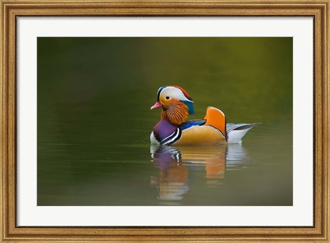 Framed Wild Mandarin Duck, green lake, UK Print