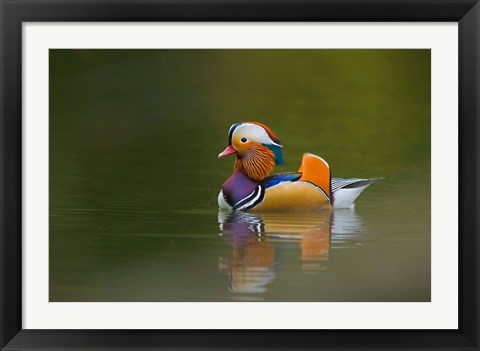 Framed Wild Mandarin Duck, green lake, UK Print