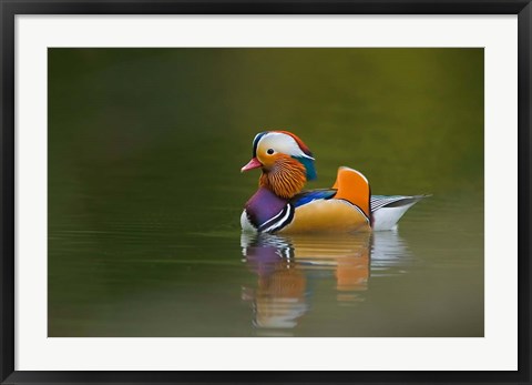 Framed Wild Mandarin Duck, green lake, UK Print