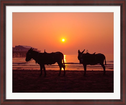 Framed Donkeys at Central Pier, Blackpool, Lancashire, England Print