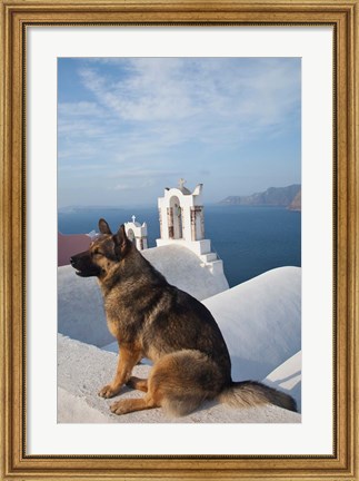 Framed Greece, Santorini, Oia, Dog, Blue Domed Churches Print