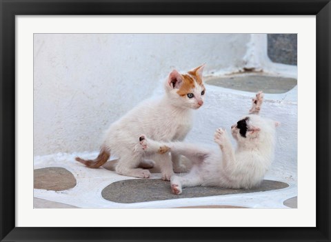 Framed Kittens Playing, Mykonos, Greece Print