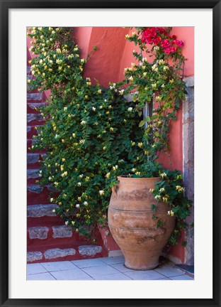 Framed Large Pot With Honeysuckle Vine, Santorini, Greece Print