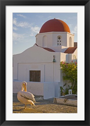 Framed White Pelican Preening, Hora, Mykonos, Greece Print