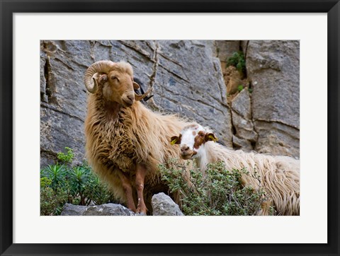 Framed Greece, Crete, Lasithi, Wild Sheep, Kavousi Gorge Print