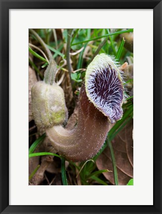 Framed Greece, Crete, Cretan Birthwort, Carnivorous Flora Print