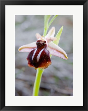 Framed Greece, Crete Orchid in Bloom Print
