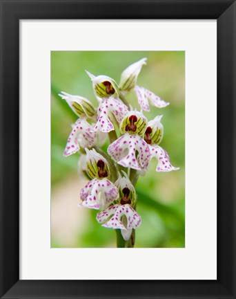 Framed Orchid in bloom, Crete, Greece Print