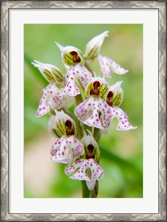 Framed Orchid in bloom, Crete, Greece Print