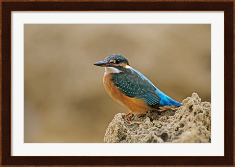 Framed Common Kingfisher bird, Cliff, Cyprus Print