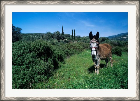 Framed Domestic Donkey, Samos, Greece Print