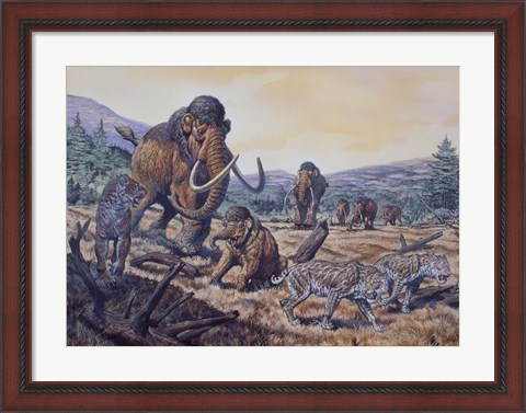 Framed Herd of Woolly Mammoth and Scimitar Sabertooth, Pleistocene Epoch Print