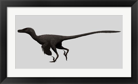 Framed Velociraptor Mongoliensis, Mid-sized Dinosaur Print