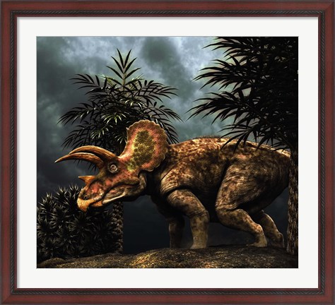 Framed Triceratop, Herbivorous Dinosaur from the Cretaceous Period Print
