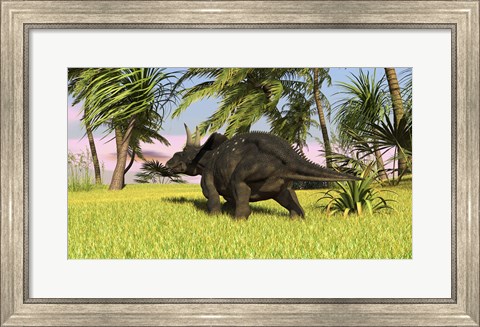 Framed Triceratops Dinosaur 10 Print