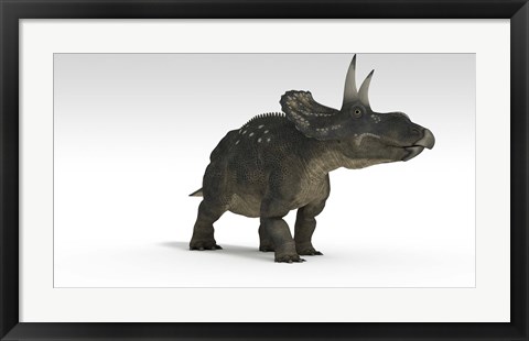 Framed Triceratops Dinosaur 2 Print