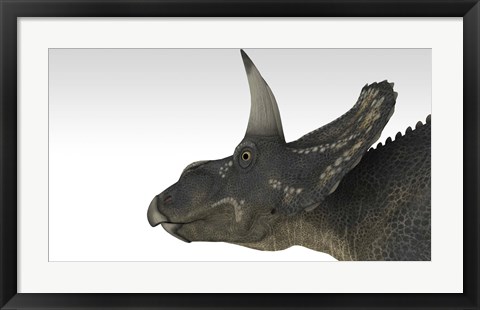 Framed Triceratops Dinosaur 4 Print