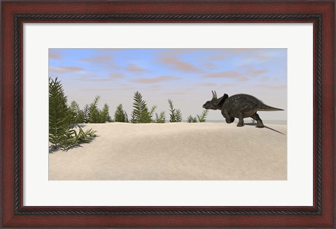 Framed Triceratops Dinosaur 7 Print