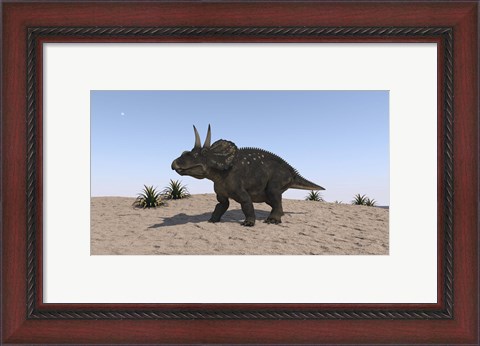 Framed Triceratops Walking across a Barren Landscape 2 Print