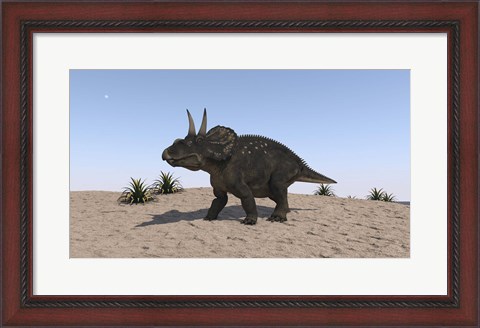 Framed Triceratops Walking across a Barren Landscape 2 Print
