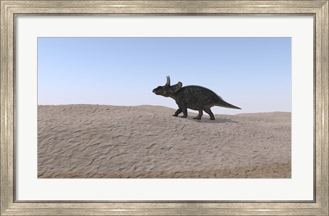 Framed Triceratops Walking across a Barren Landscape 3 Print
