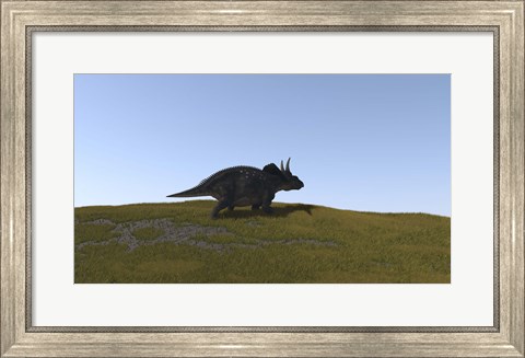Framed Triceratops Walking across a Grassy Field 4 Print